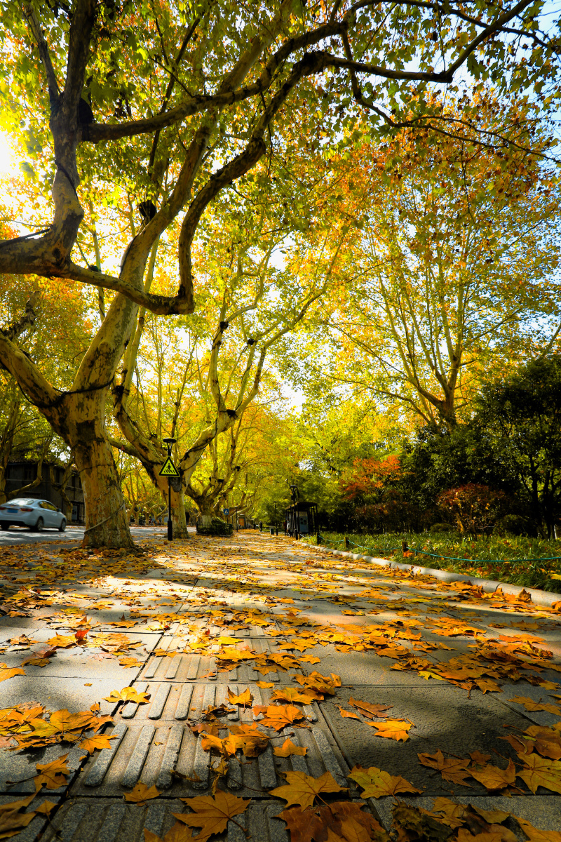 深秋落叶续拍摄于杭州南山路