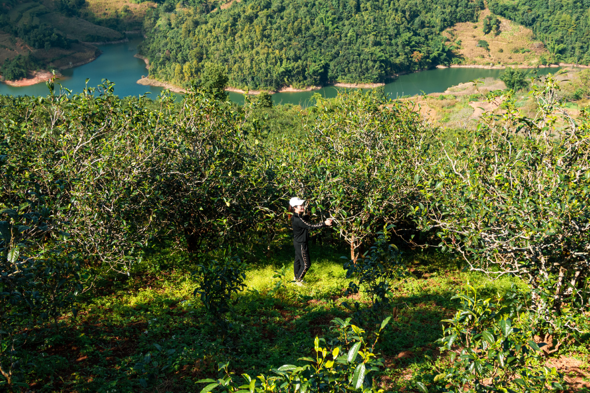 岩子头风吹山茶区