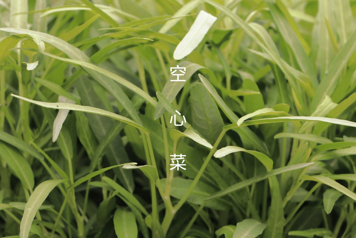 空心菜