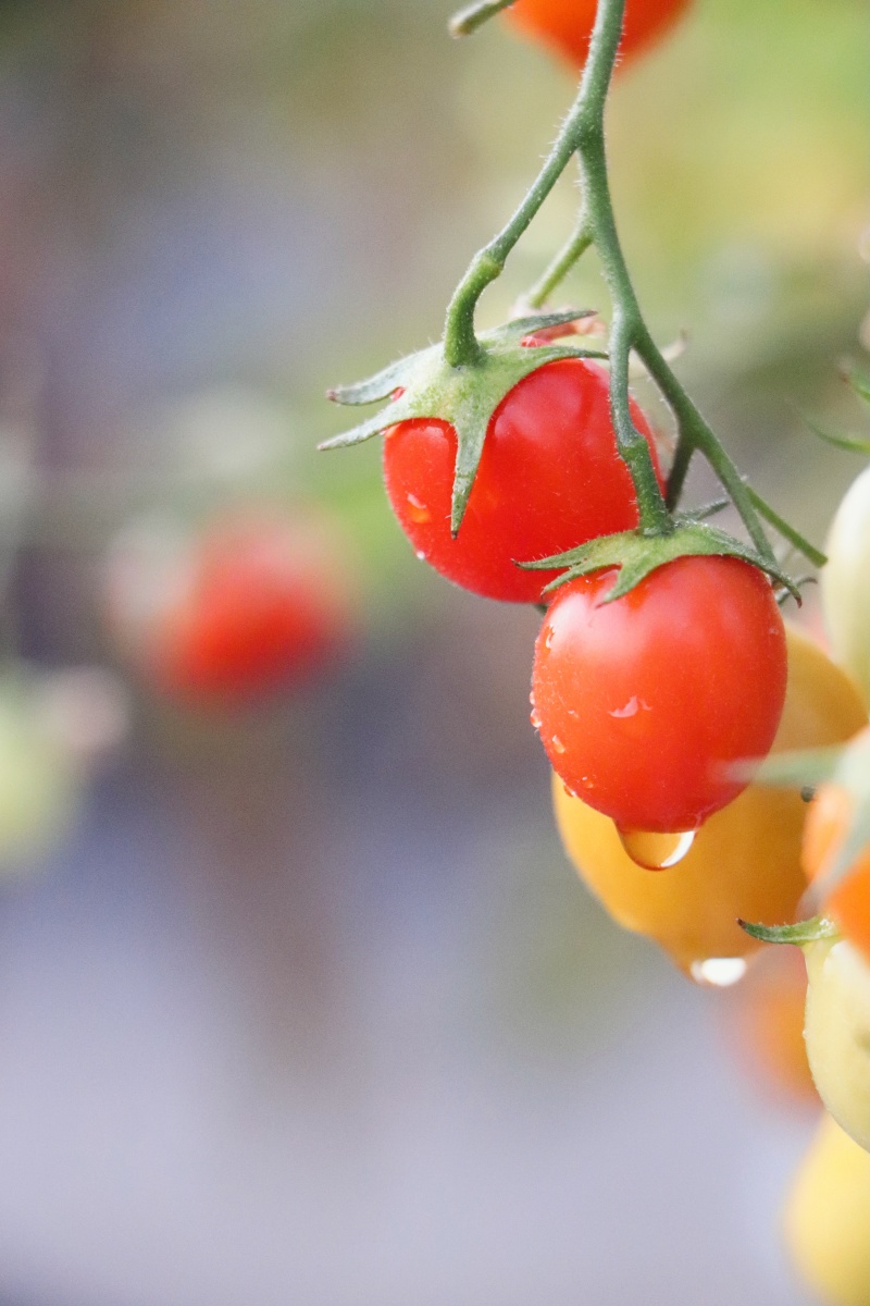 800_1200竖版 竖屏