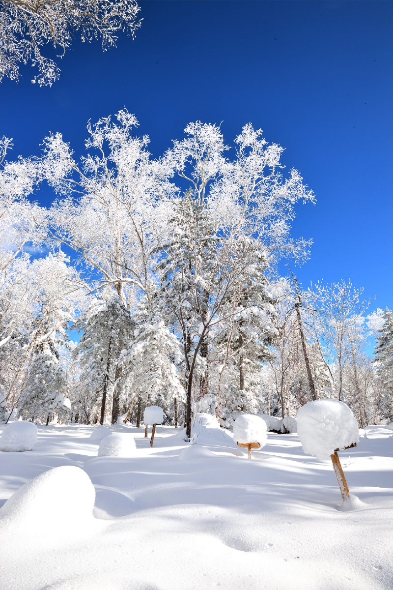 美丽黑龙江美丽树挂美丽中国年