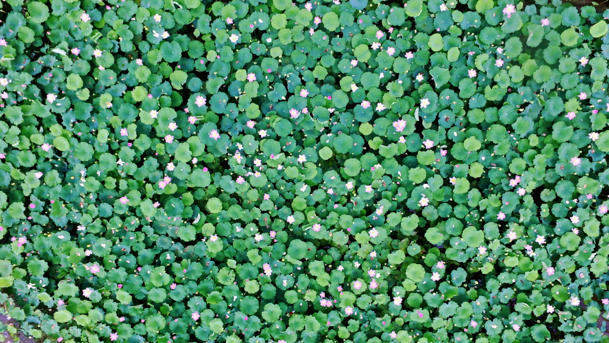 广东仁化俯拍荷花