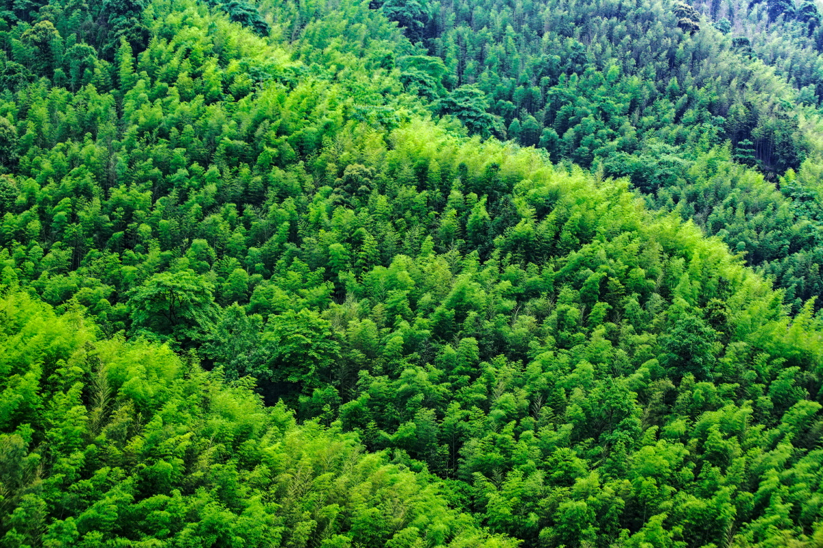 广东仁化县竹林叠翠