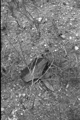 Scan-100919-000212_nEO_IMG