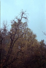 Scan-101209-001015_nEO_IMG