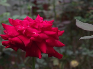 2EA75DA0-F1C9-4C7E-AFD5-C0ADD300180C/L0/001