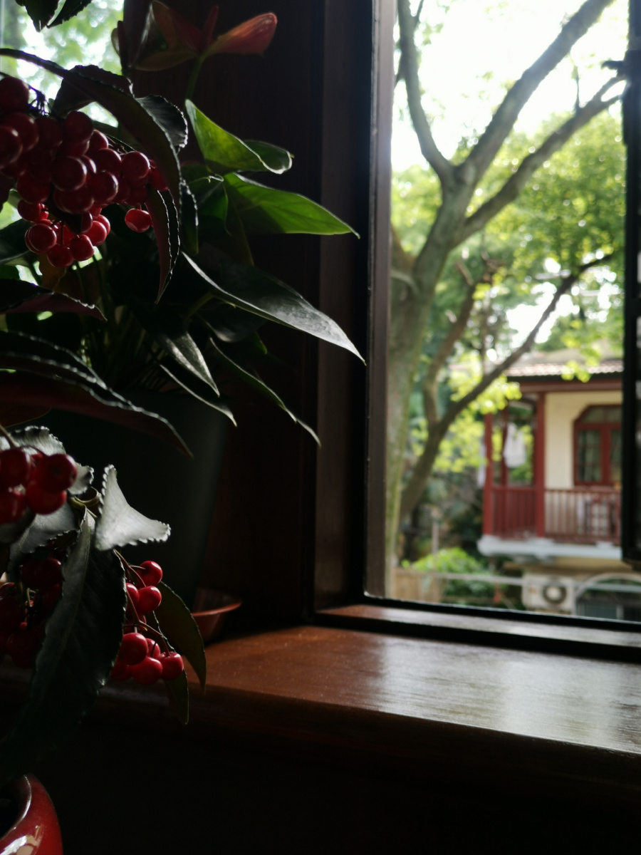 上海老洋房窗边的盆栽光影