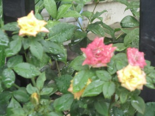 1950C6B2-19BF-4746-93C7-6F05567F39D3/L0/001