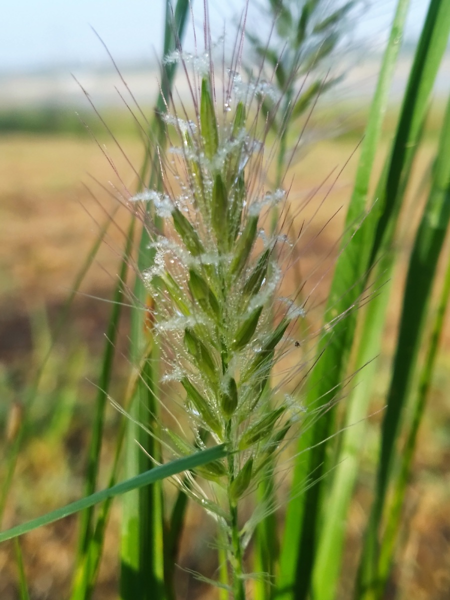 带露珠的毛毛虫草