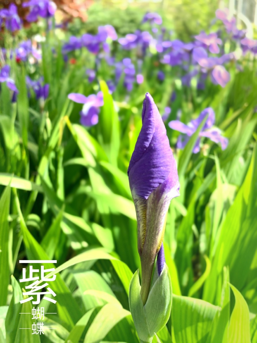 紫蝴蝶花语是爱情和友谊希望童话