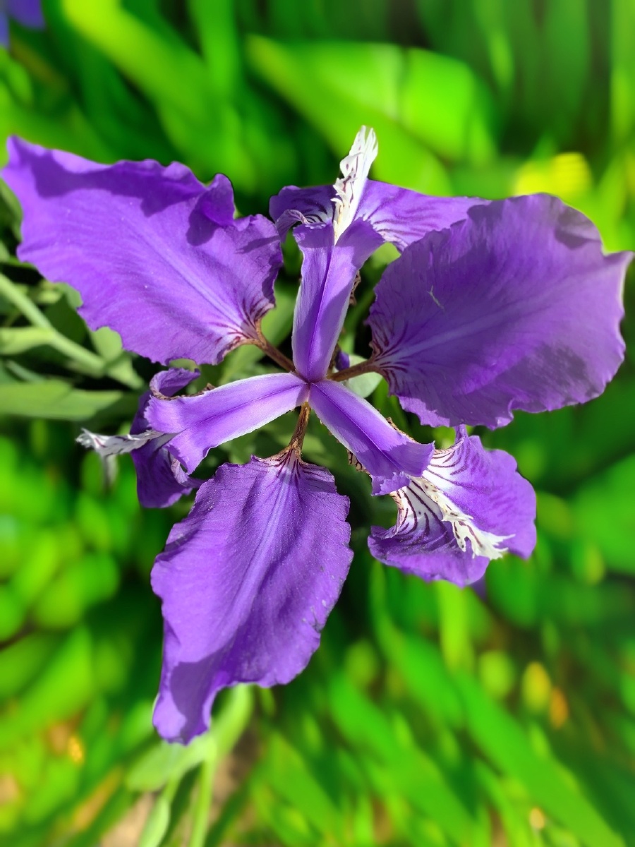 紫蝴蝶花语是爱情和友谊希望童话