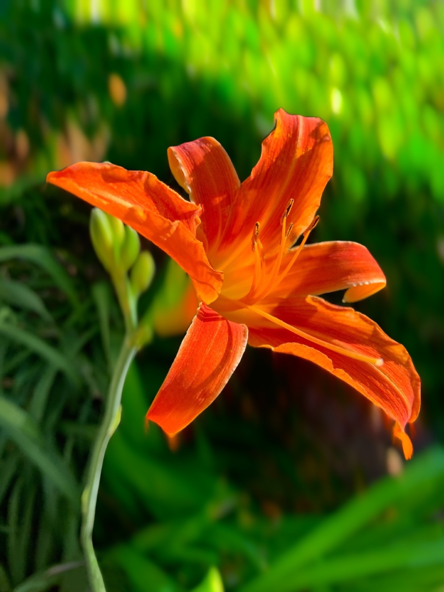 萱草花是母亲花代表伟大的母爱所谓萱草生堂阶游子行天涯萱草花又称