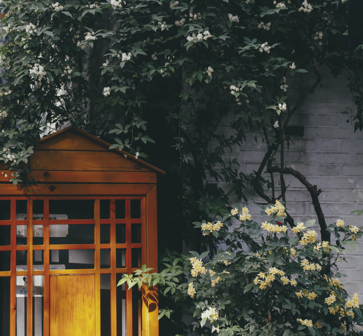 静谧午后摄于文殊院与宽窄巷子