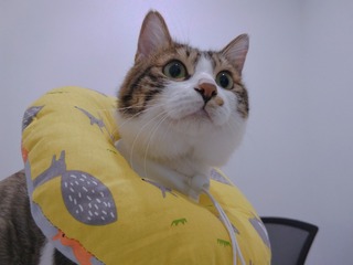 1716116