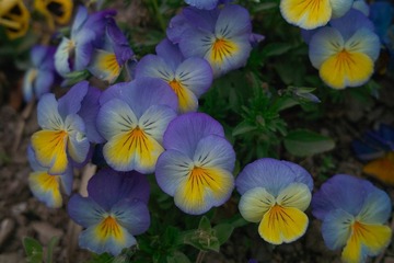 SDIM9157.jpg