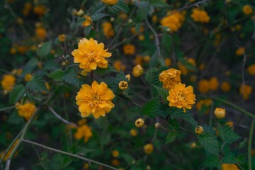 SDIM9185.jpg