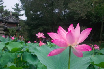 SDIM9789.jpg