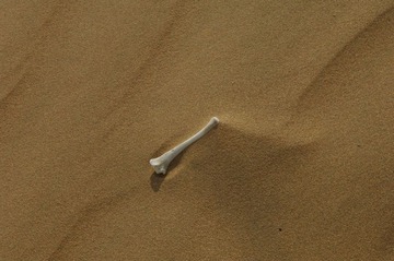 DSC_0904.JPG