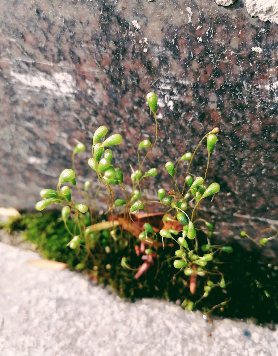 苔藓植物,神奇的微观世界