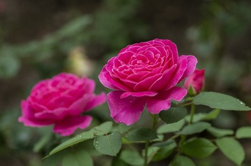 592065