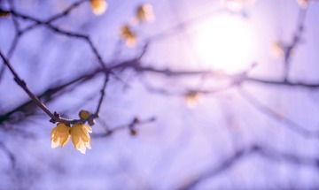 IMGP7594_