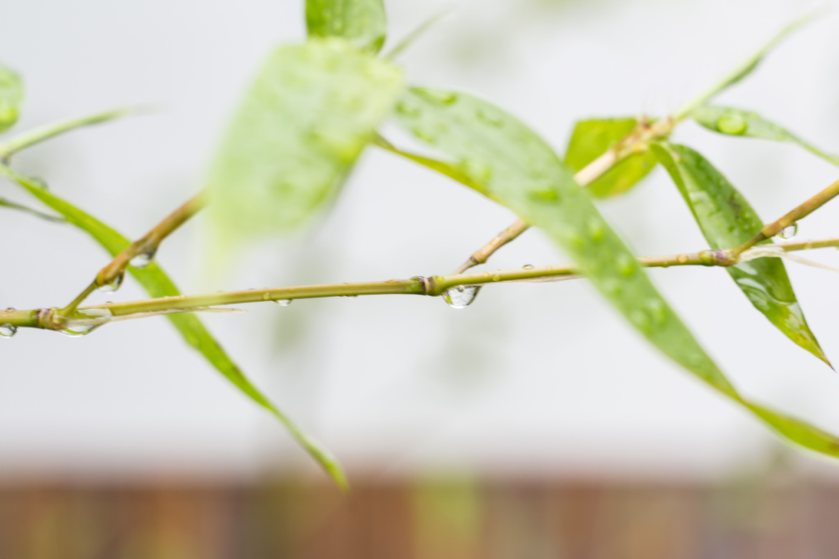 竹雨