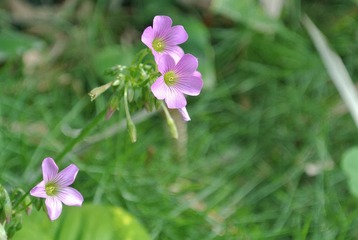 DSC_1358.JPG