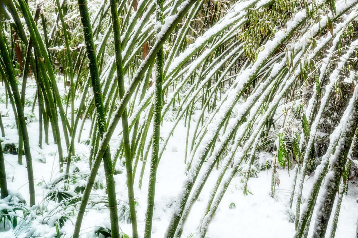 白雪青竹 - 蓝闲 - 图虫