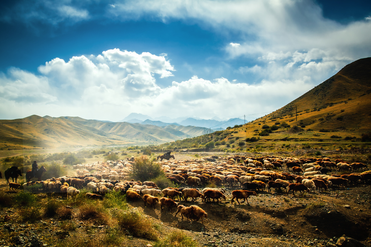新疆克拉玛依巴音沟山谷里,抓拍奔跑的羊群,组成山谷美丽风景.