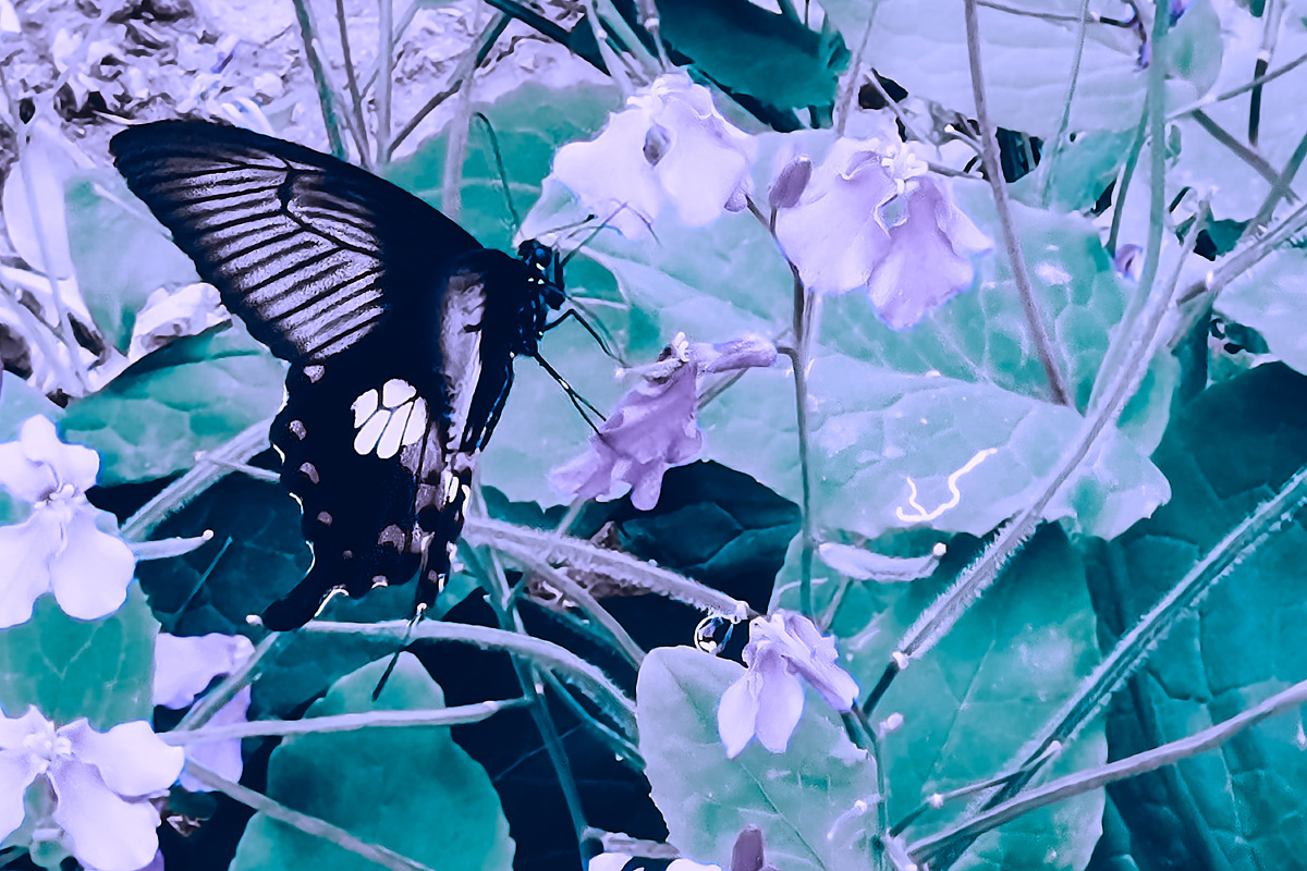 蝶恋花 - 蓝闲 - 图虫