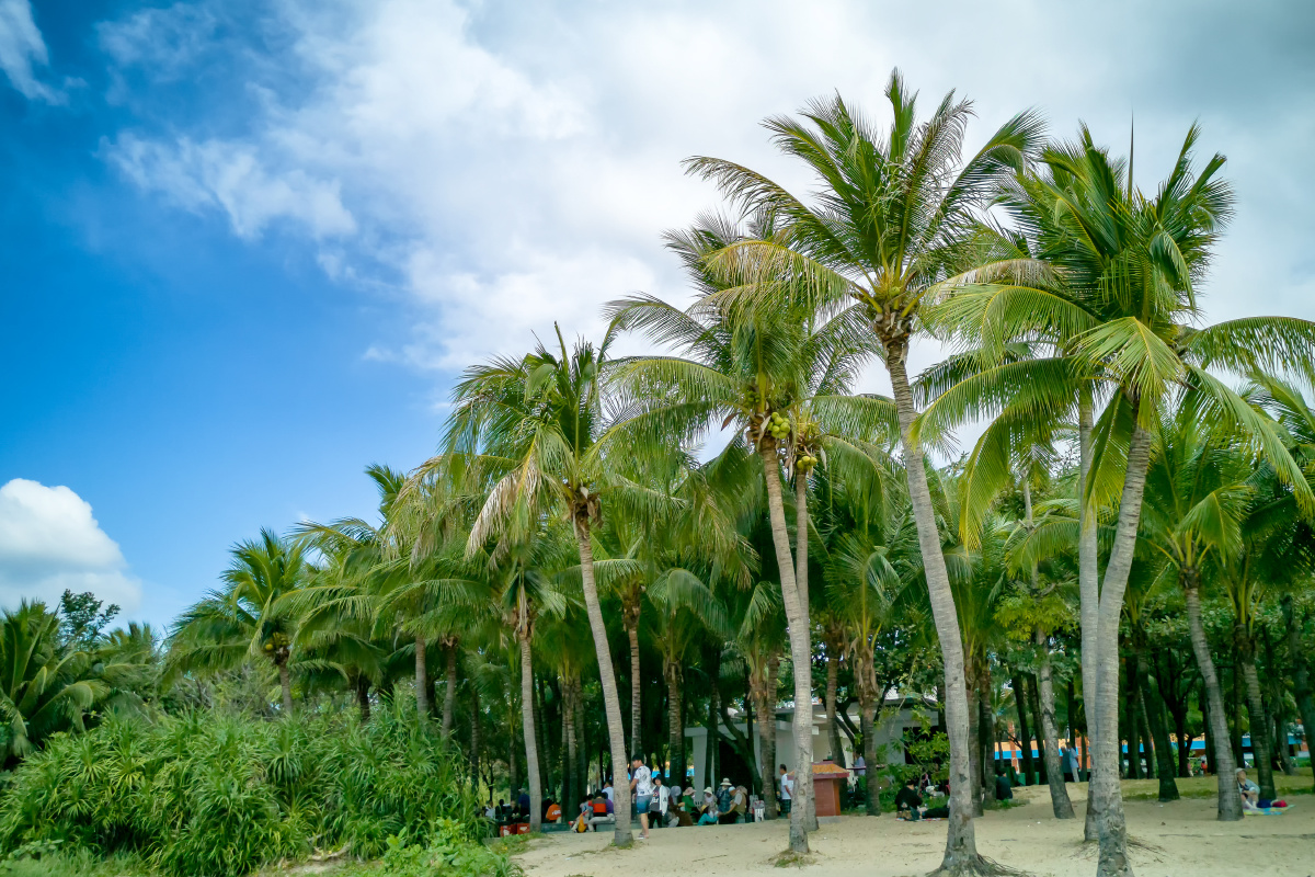 椰子树林 - 蓝闲 - 图虫