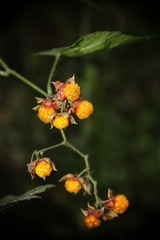 IMG_2297.jpg