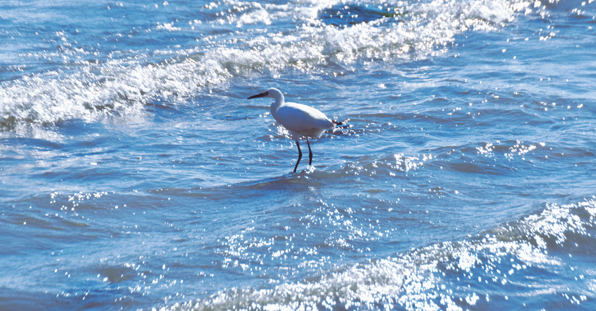 海鸟和鱼相爱只是一场意外