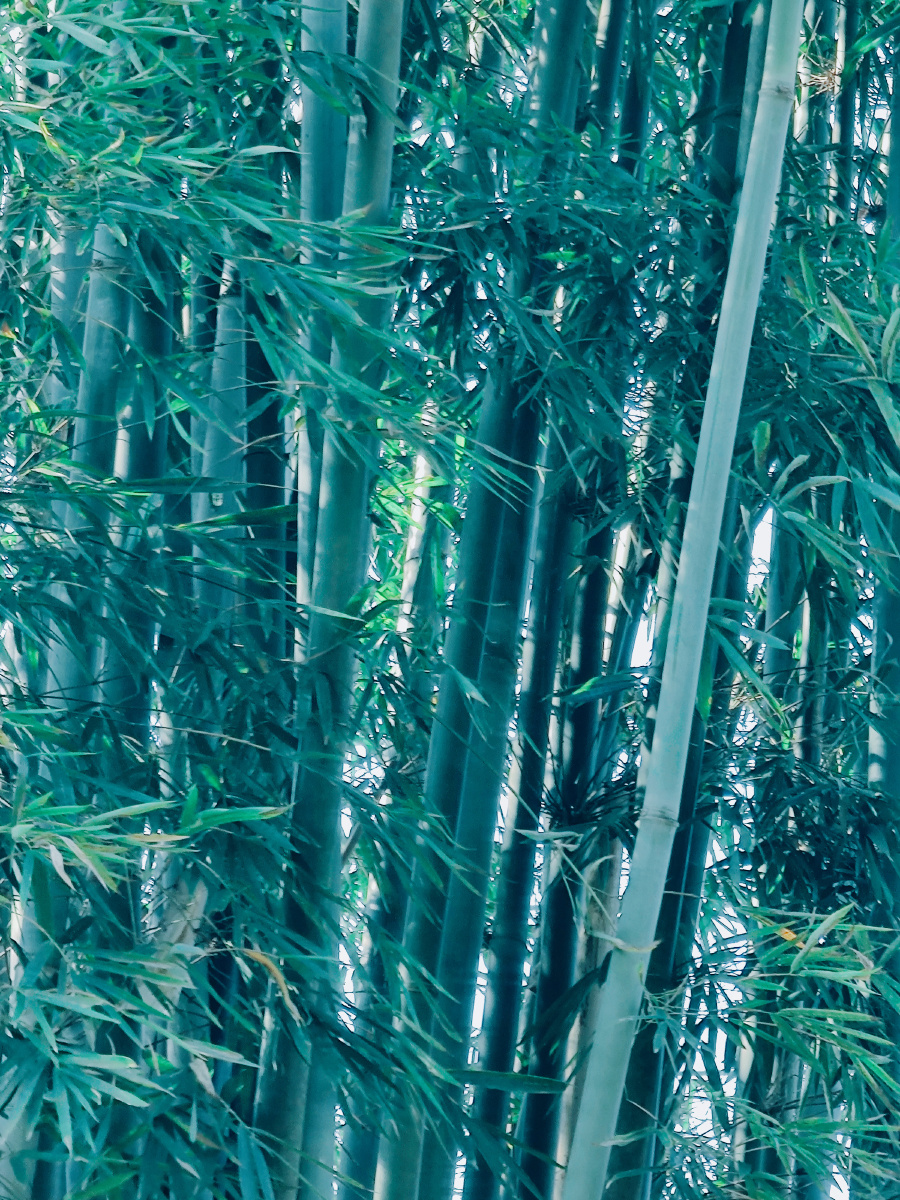 翠绿竹林