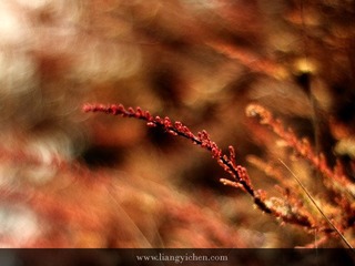 _MG_6969.JPG