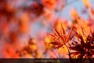 _MG_2371.JPG