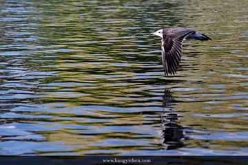 _MG_2060.JPG