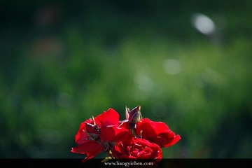 _MG_1930.JPG