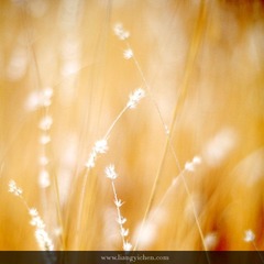 _MG_6860.JPG
