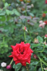 DSC_1805.JPG