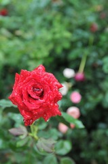 DSC_1798.JPG