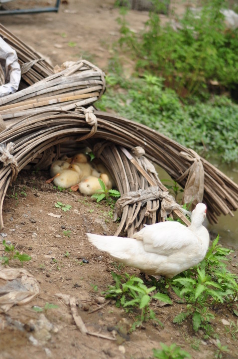 不往前一点还真看不到那里面有一窝小鸭宝宝
