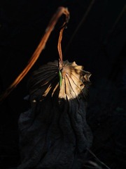 DSC_7384.jpg