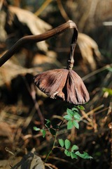 DSC_7396.jpg