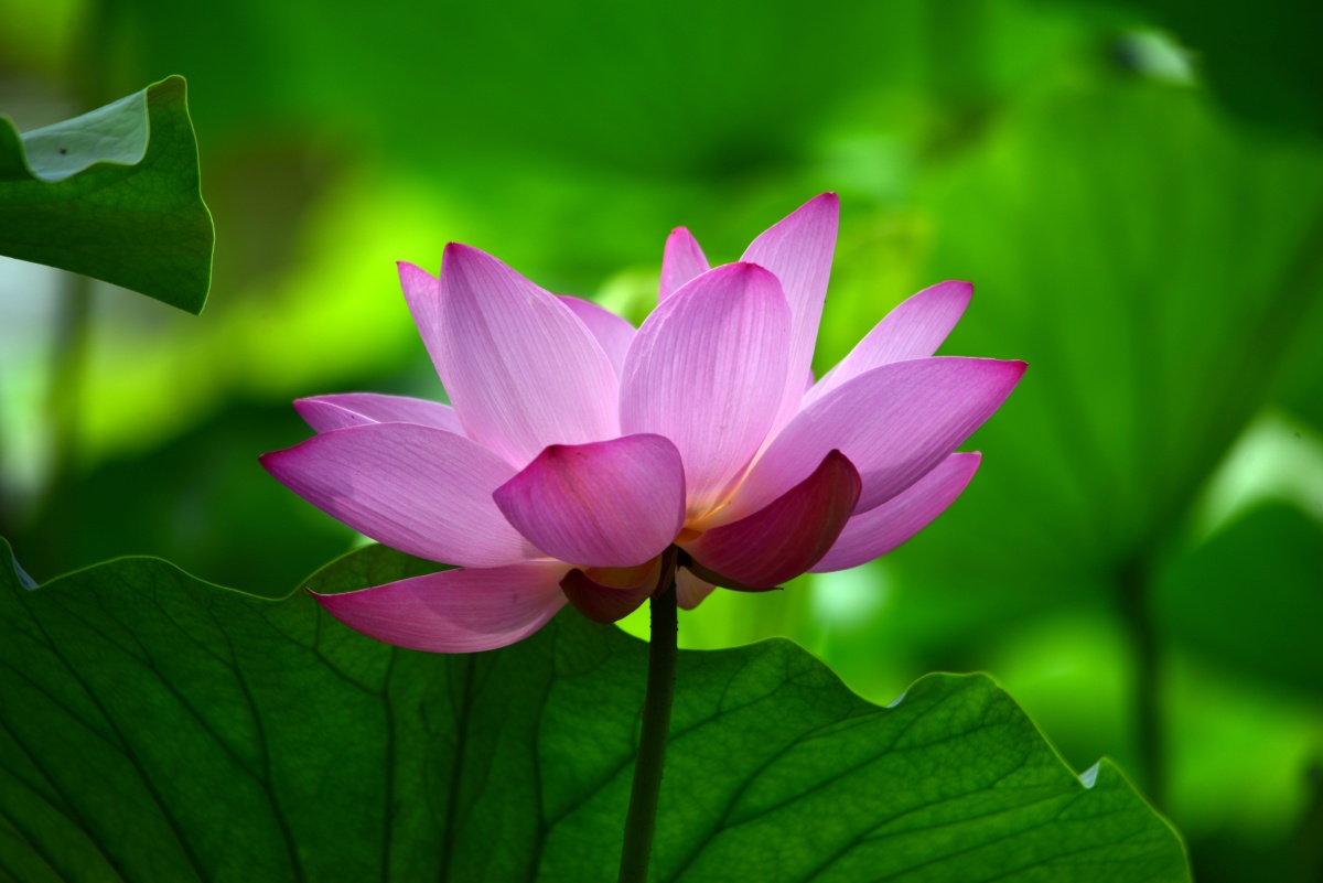 荷花清新脱俗七月