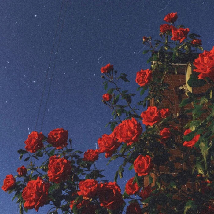 你点的每一个赞我都认真当成了喜欢红玫瑰微信背景qq背景状态配图文案