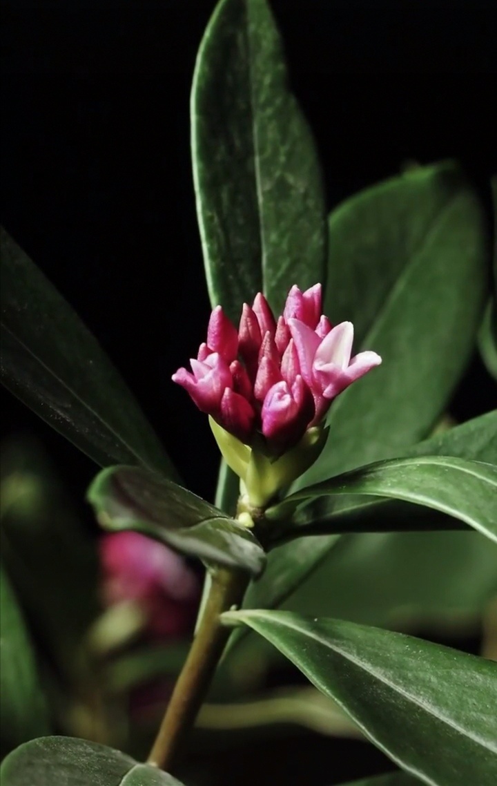 花蕾含苞含蕾蓓蕾叶芯鲜花百花吐蕊