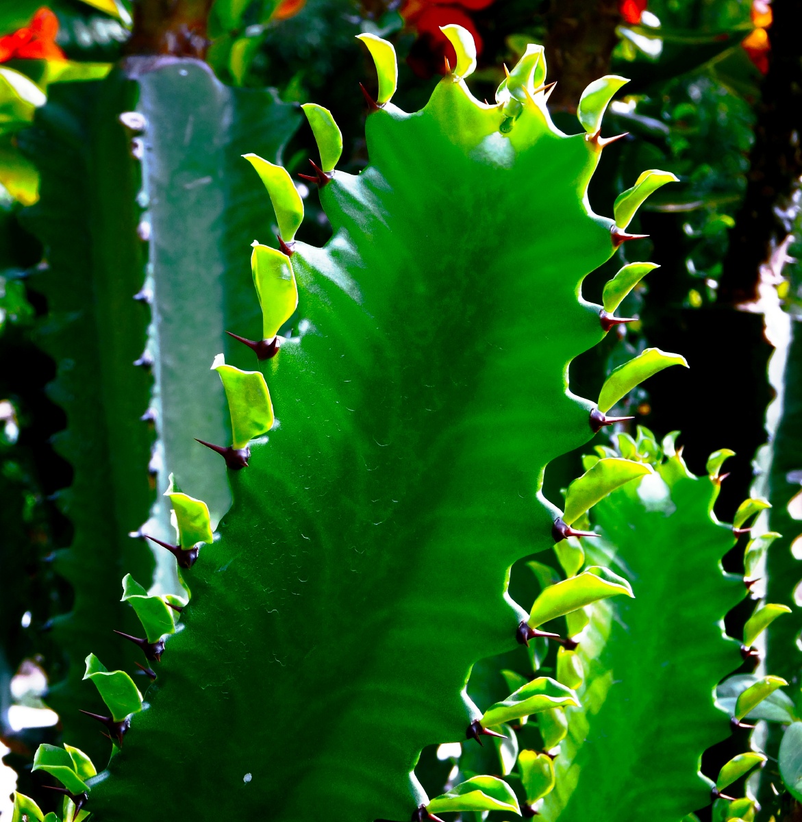 一花一叶总关情(22)——《霸王鞭》
