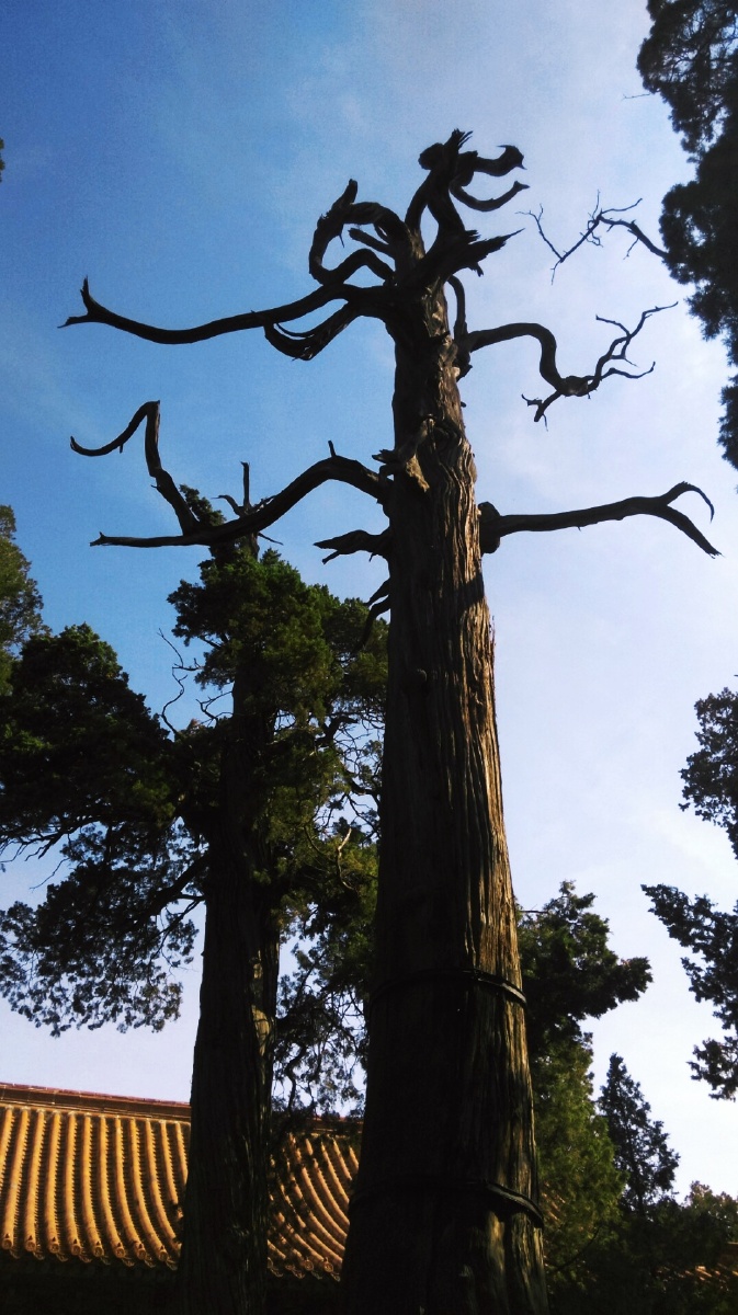 参天古柏话孔庙曲阜孔庙