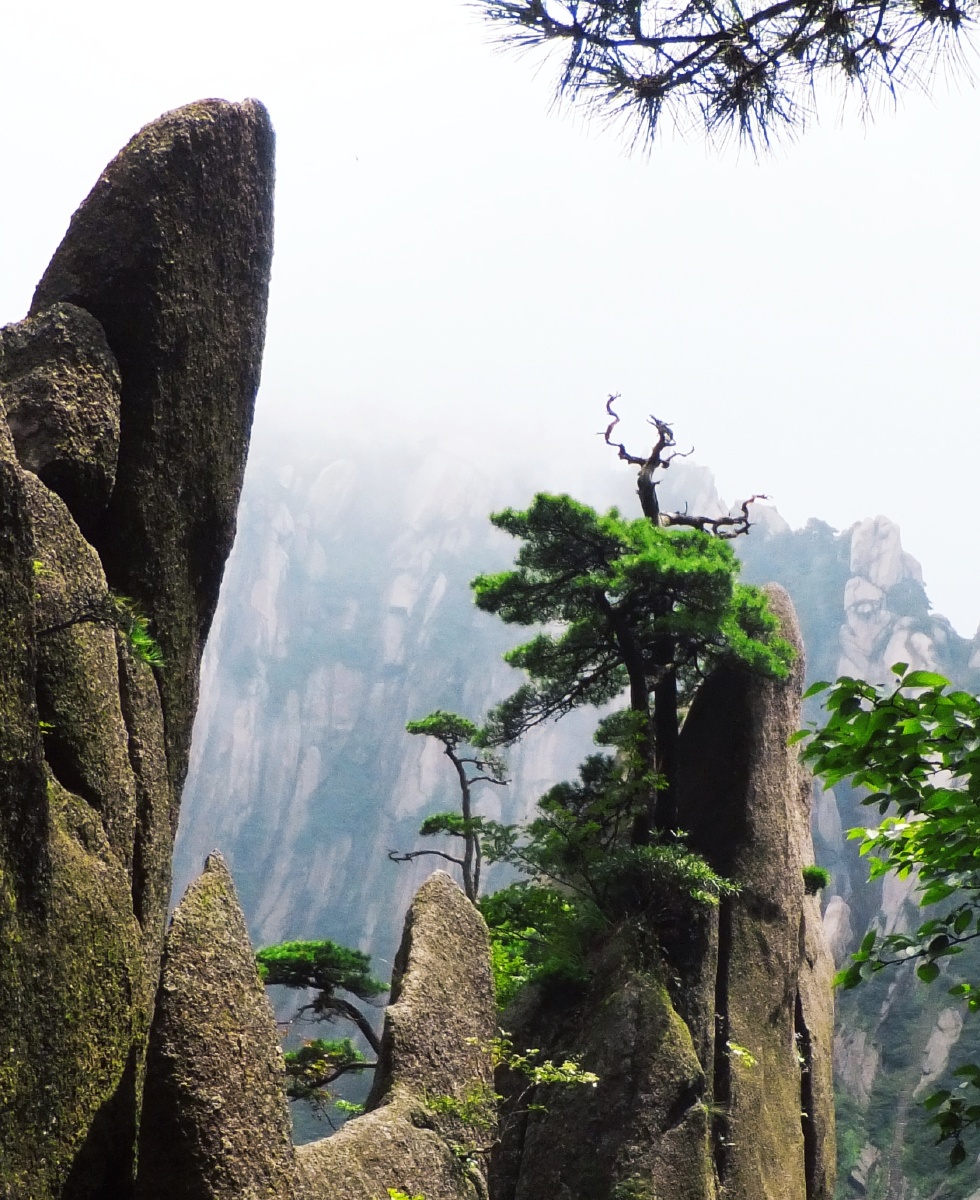 黄山多奇松7悬崖芭蕾摄于安徽黄山